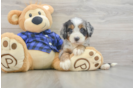 Mini Bernedoodle Puppy for Adoption
