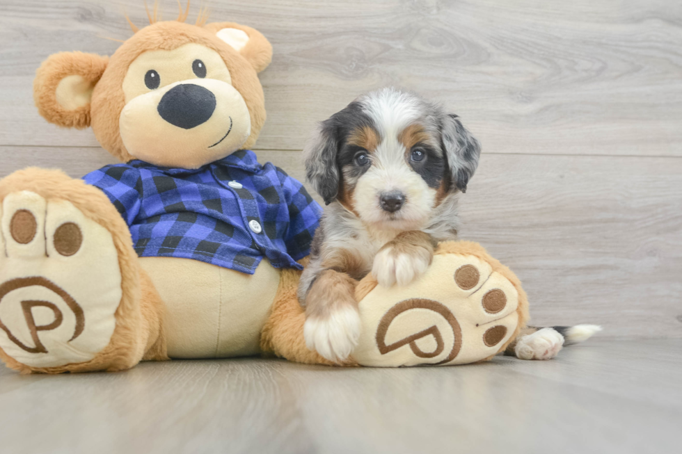 Mini Bernedoodle Puppy for Adoption