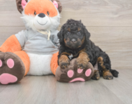7 week old Mini Bernedoodle Puppy For Sale - Premier Pups