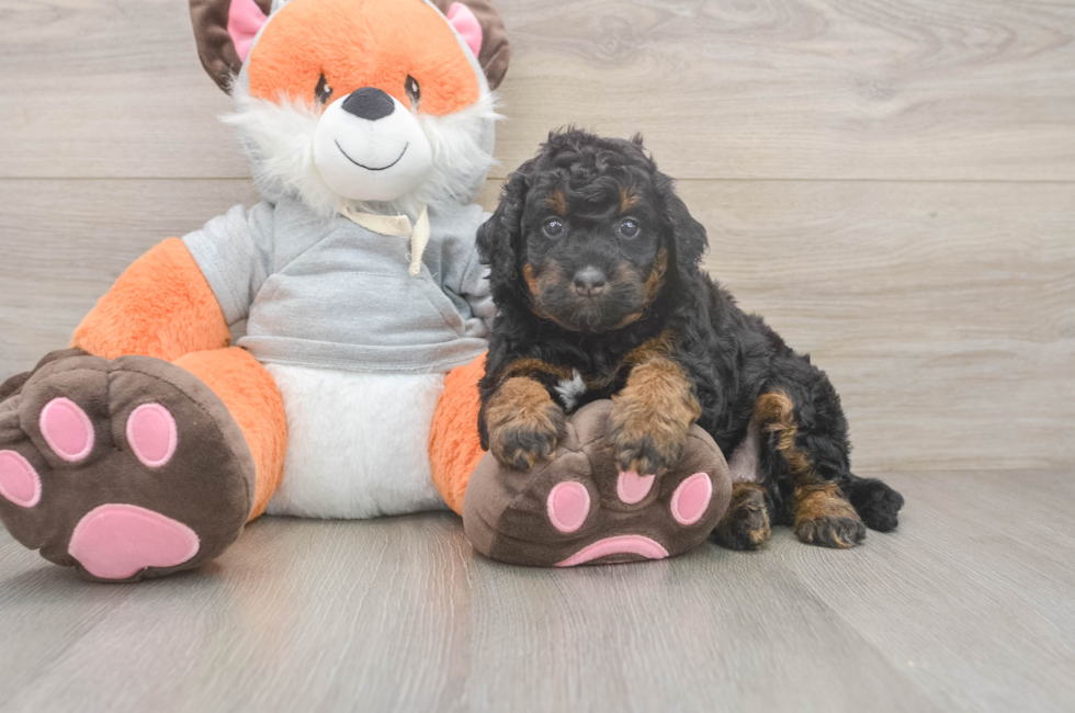 4 week old Mini Bernedoodle Puppy For Sale - Premier Pups
