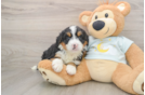 Happy Mini Bernedoodle Baby