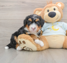 7 week old Mini Bernedoodle Puppy For Sale - Premier Pups