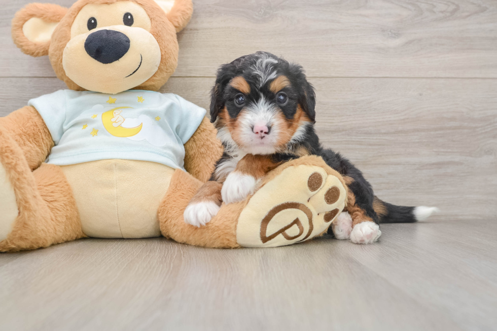 Hypoallergenic Mini Bernese Poodle Poodle Mix Puppy