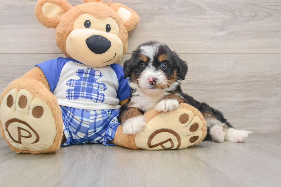 Petite Mini Bernedoodle Poodle Mix Pup