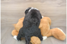 Energetic Mini Bernadoodle Poodle Mix Puppy