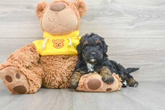 Mini Bernedoodle Puppy for Adoption