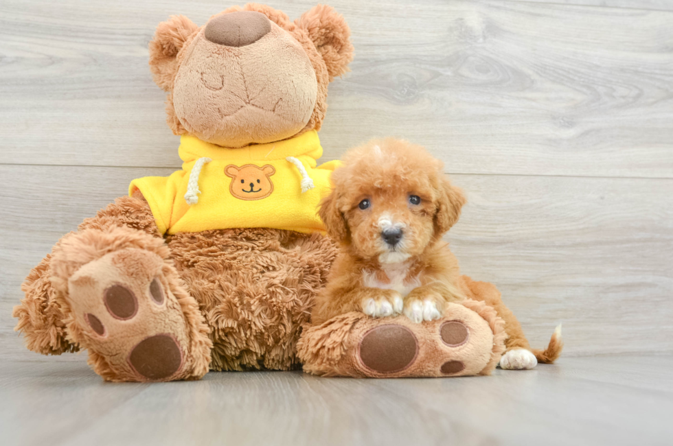 9 week old Mini Bernedoodle Puppy For Sale - Premier Pups