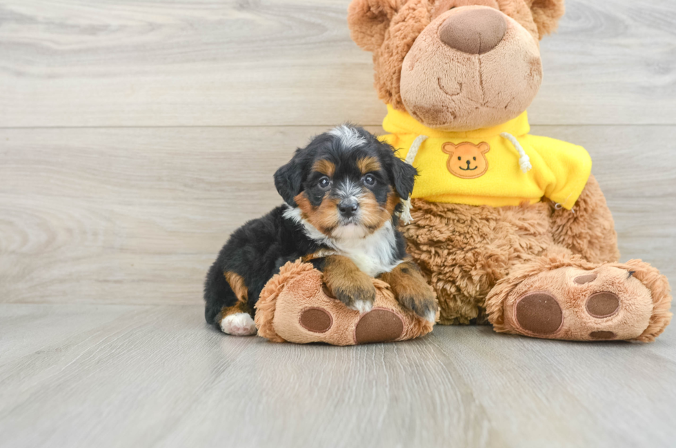 6 week old Mini Bernedoodle Puppy For Sale - Premier Pups