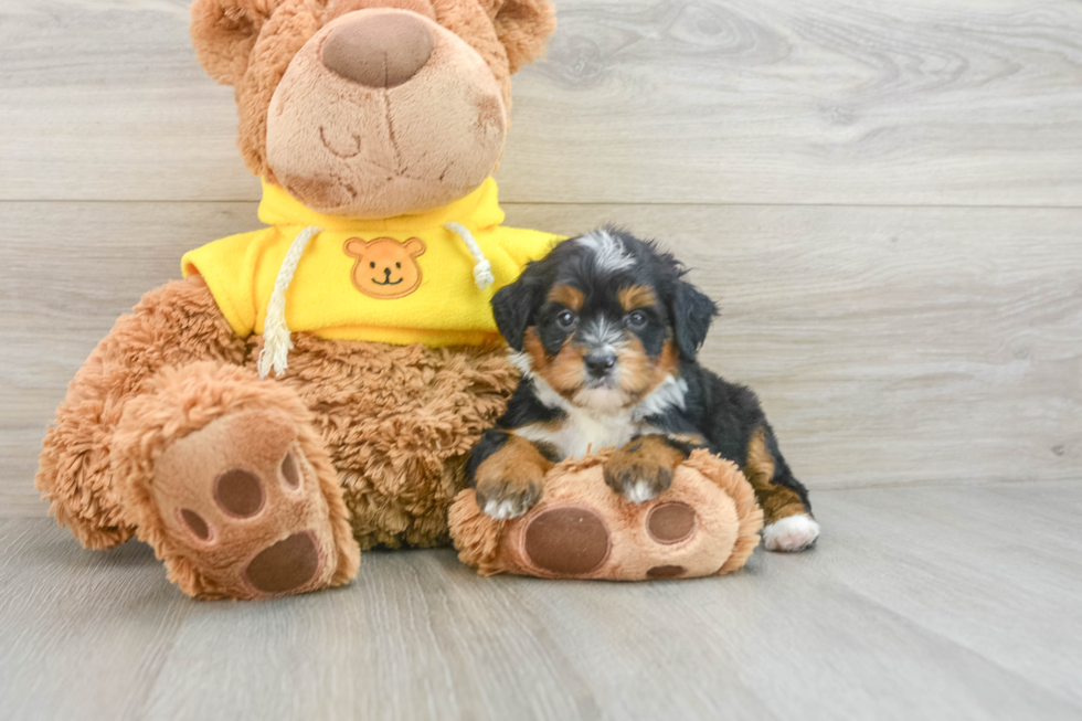 Best Mini Bernedoodle Baby