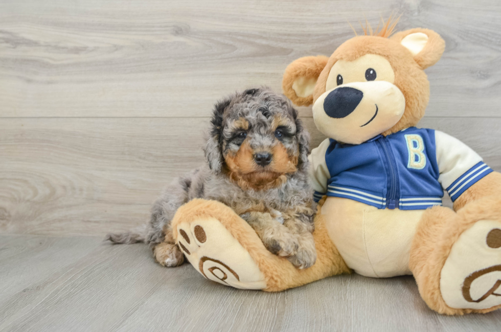 6 week old Mini Bernedoodle Puppy For Sale - Premier Pups