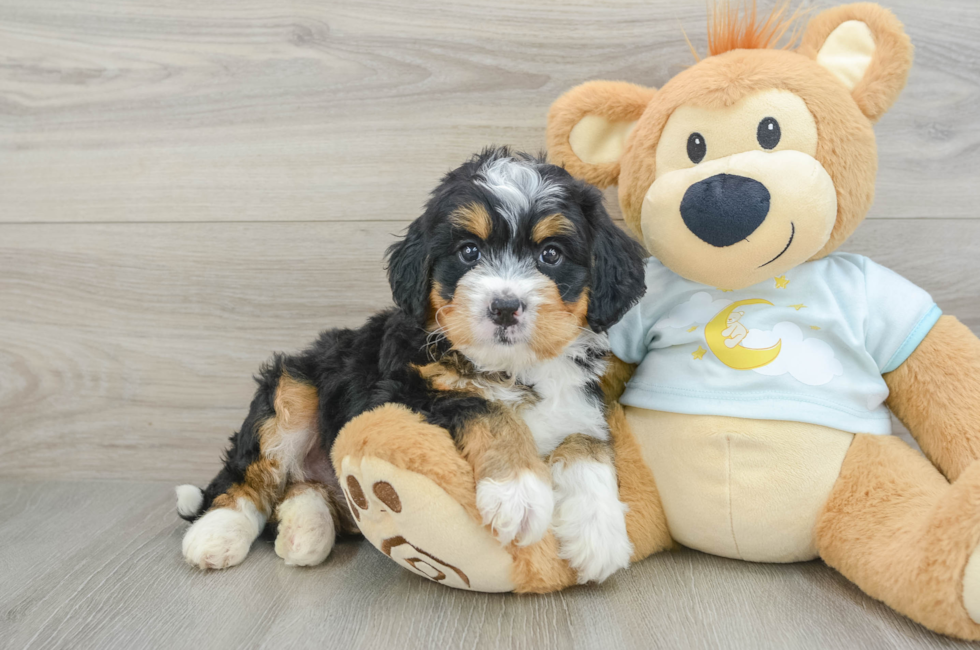 6 week old Mini Bernedoodle Puppy For Sale - Premier Pups