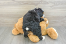 Little Mini Bernesepoo Poodle Mix Puppy