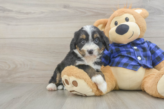 Mini Bernedoodle Pup Being Cute