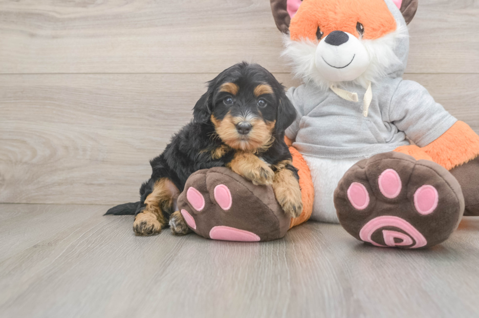 4 week old Mini Bernedoodle Puppy For Sale - Premier Pups