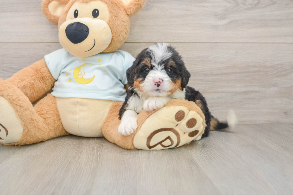 Playful Mini Bernese Poodle Poodle Mix Puppy
