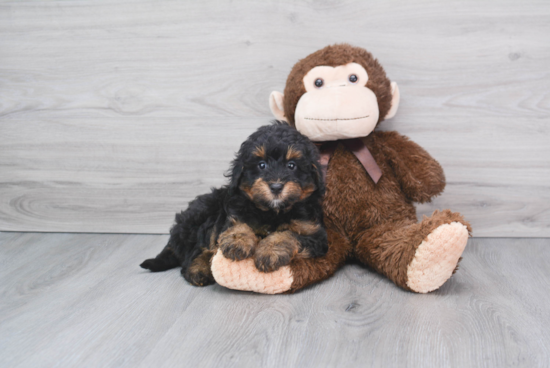 Best Mini Bernedoodle Baby