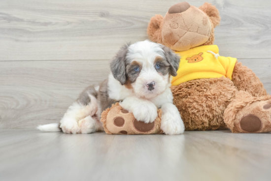 Playful Bernadoodle Poodle Mix Puppy