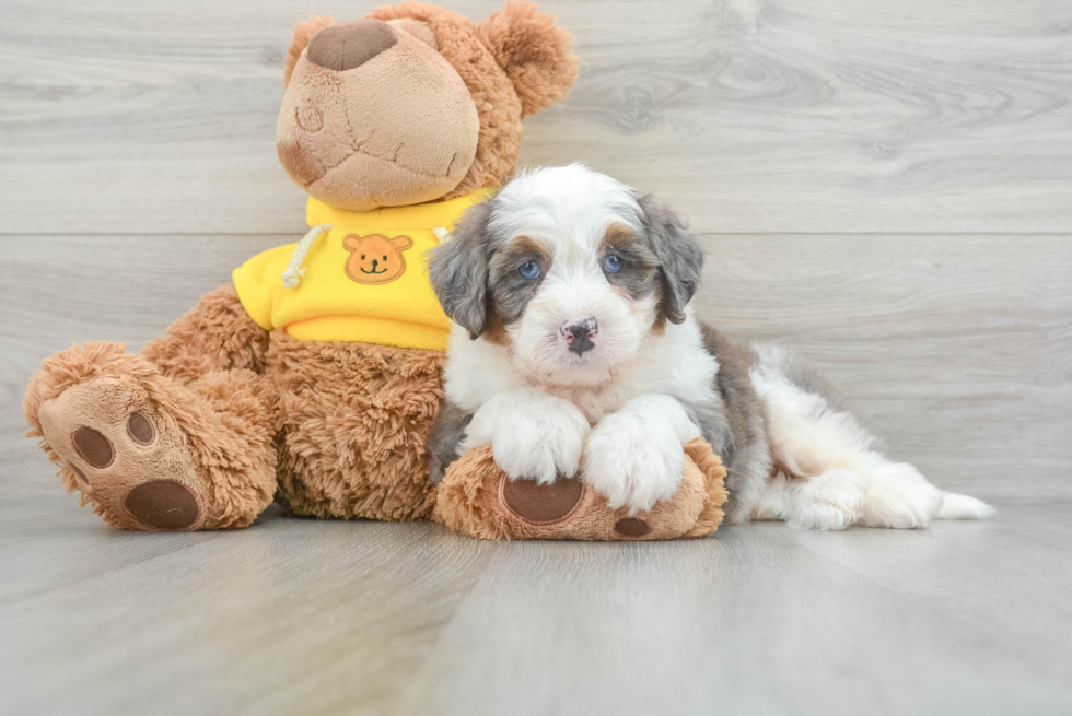 Popular Mini Bernedoodle Poodle Mix Pup