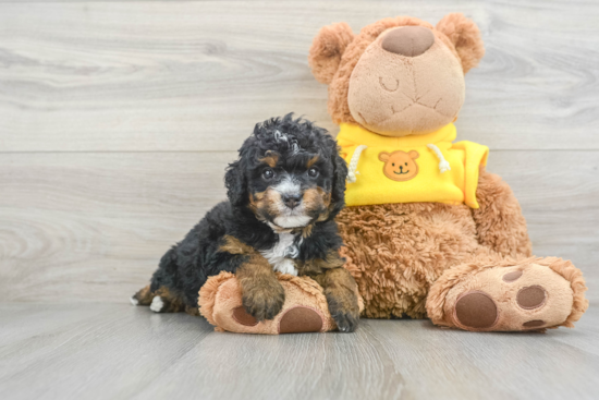 Mini Bernedoodle Pup Being Cute