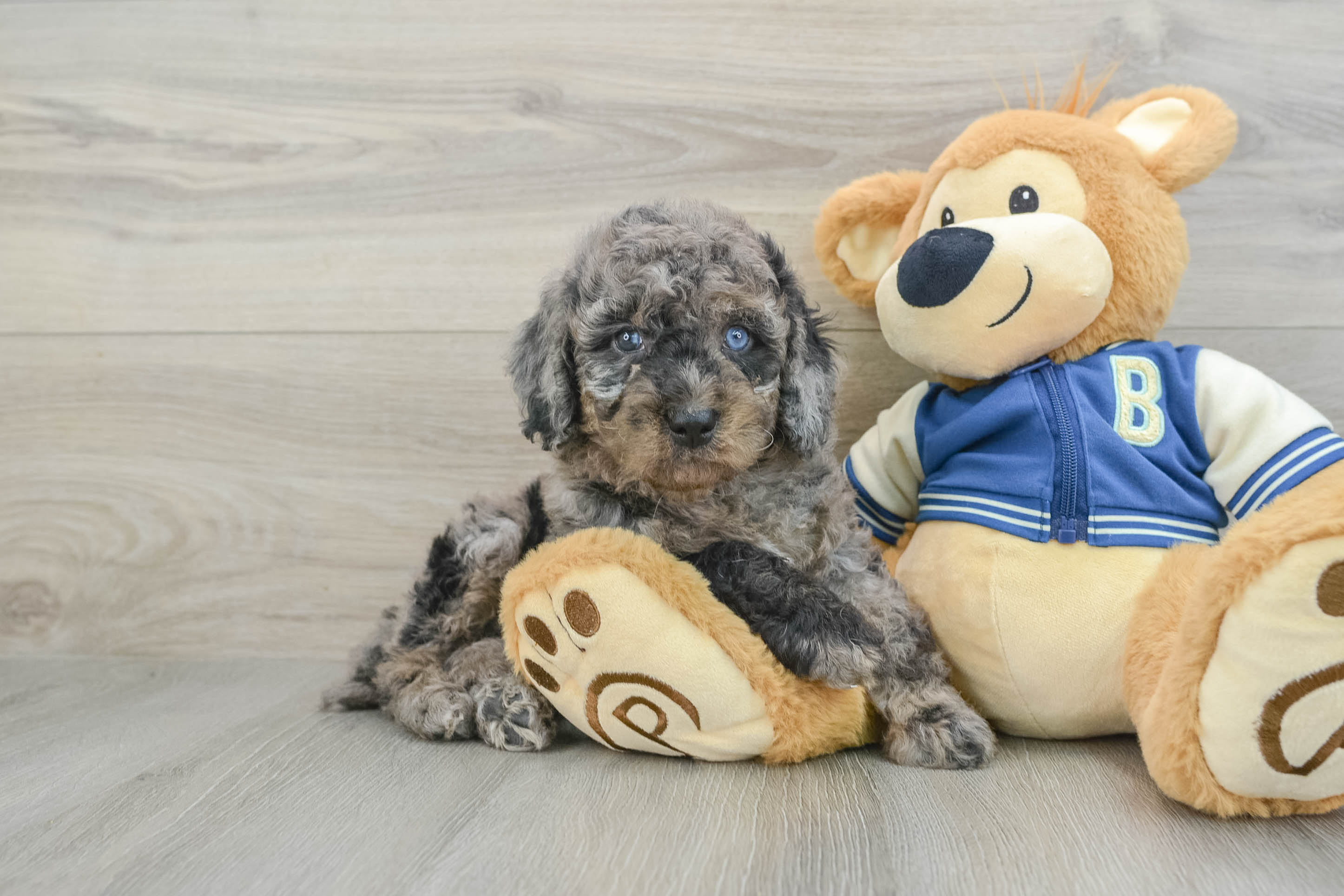 Funny Mini Bernedoodle Poodle Mix Pup