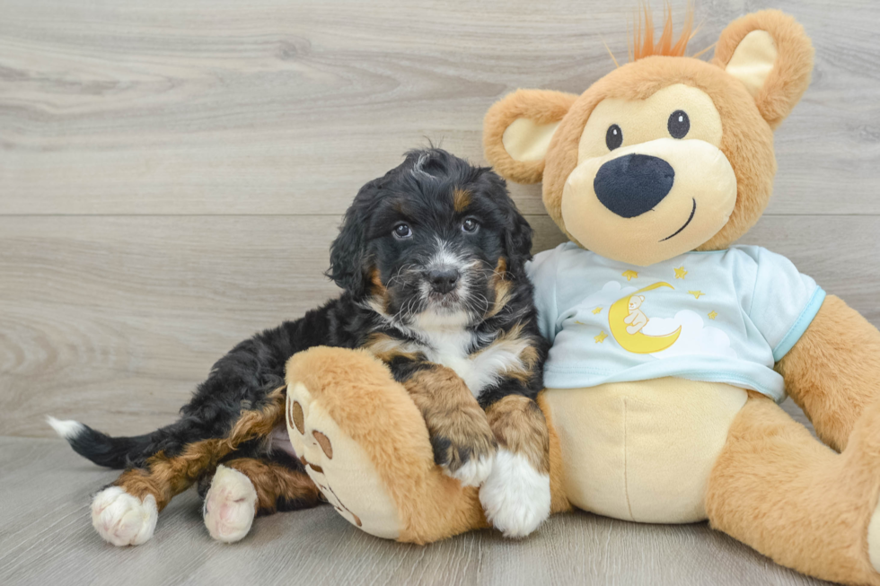 Little Mini Berniedoodle Poodle Mix Puppy