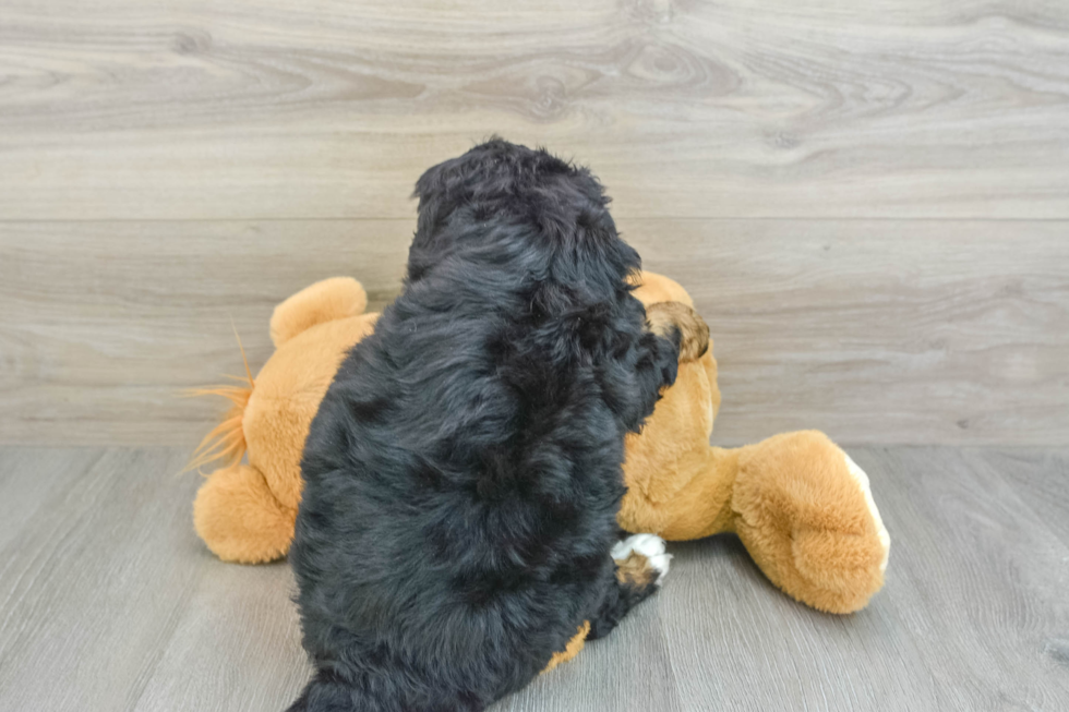 Small Mini Bernedoodle Baby