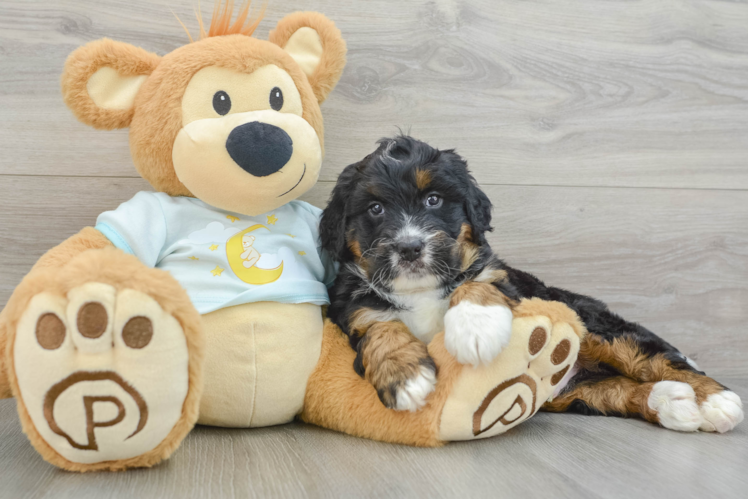 Fluffy Mini Bernedoodle Poodle Mix Pup