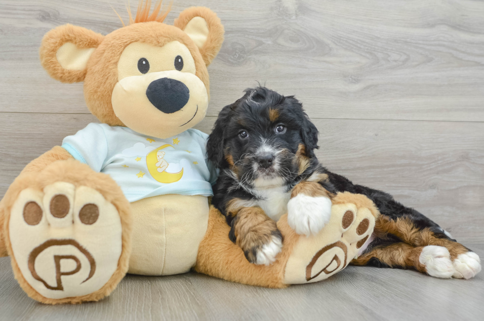 5 week old Mini Bernedoodle Puppy For Sale - Premier Pups