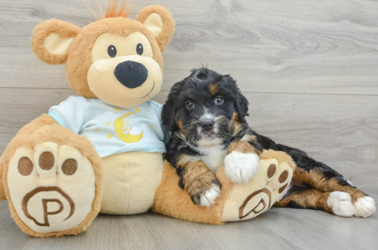 Fluffy Mini Bernedoodle Poodle Mix Pup