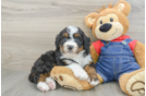 Petite Mini Bernedoodle Poodle Mix Pup