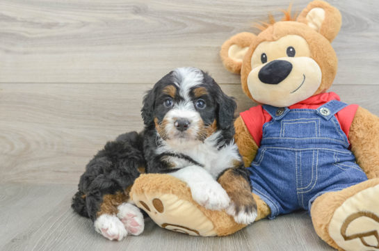 Petite Mini Bernedoodle Poodle Mix Pup