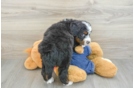 Mini Bernedoodle Pup Being Cute