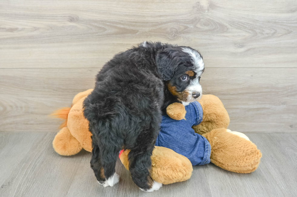 Mini Bernedoodle Pup Being Cute