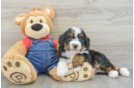 Energetic Mini Bernese Poodle Poodle Mix Puppy