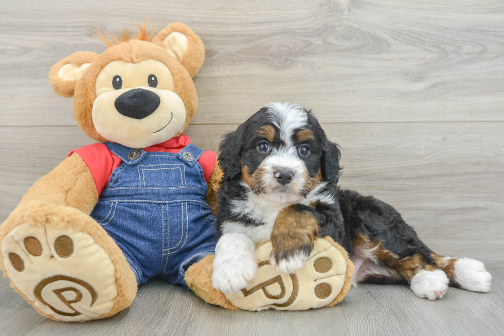 Energetic Mini Bernese Poodle Poodle Mix Puppy