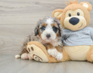 6 week old Mini Bernedoodle Puppy For Sale - Premier Pups