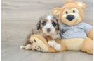 Playful Mini Berniedoodle Poodle Mix Puppy