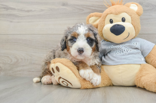Playful Mini Berniedoodle Poodle Mix Puppy