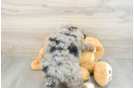 Mini Bernedoodle Pup Being Cute