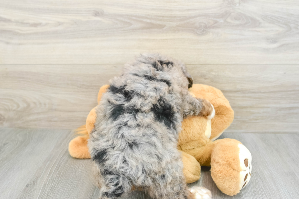 Mini Bernedoodle Pup Being Cute