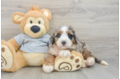 Popular Mini Bernedoodle Poodle Mix Pup