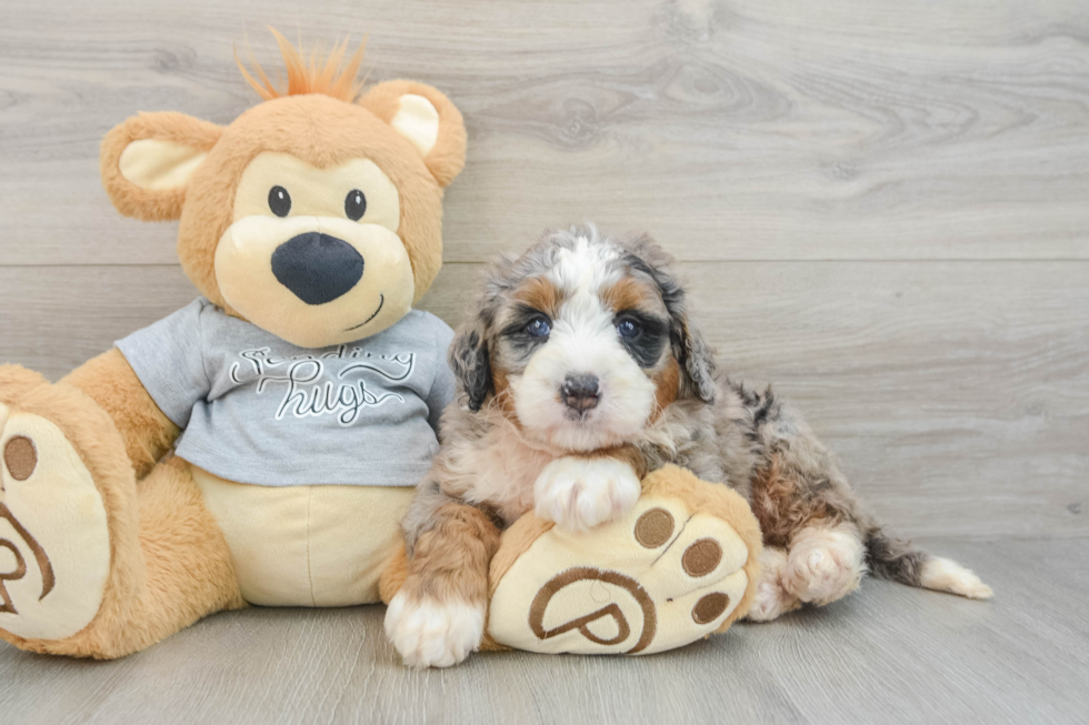 Popular Mini Bernedoodle Poodle Mix Pup