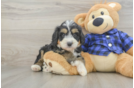 Happy Mini Bernedoodle Baby