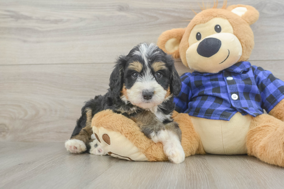 Happy Mini Bernedoodle Baby