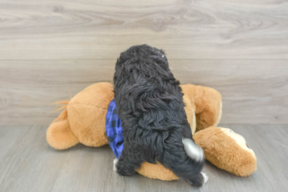 Mini Bernedoodle Pup Being Cute