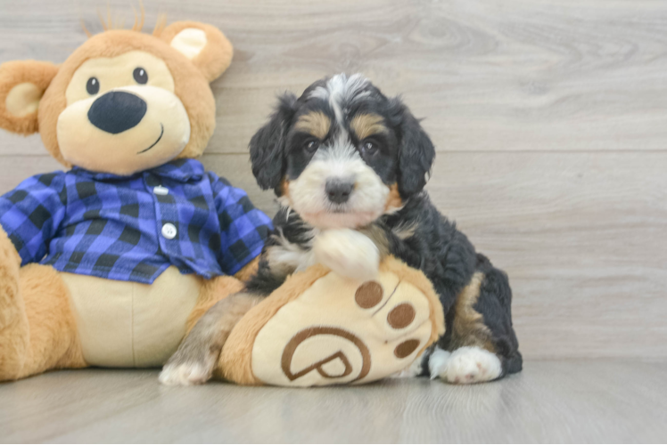 Mini Bernedoodle Puppy for Adoption