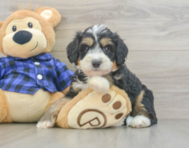 8 week old Mini Bernedoodle Puppy For Sale - Premier Pups