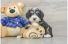 Mini Bernedoodle Puppy for Adoption