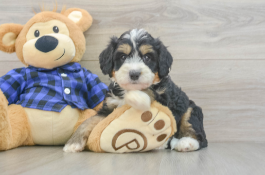 Mini Bernedoodle Puppy for Adoption