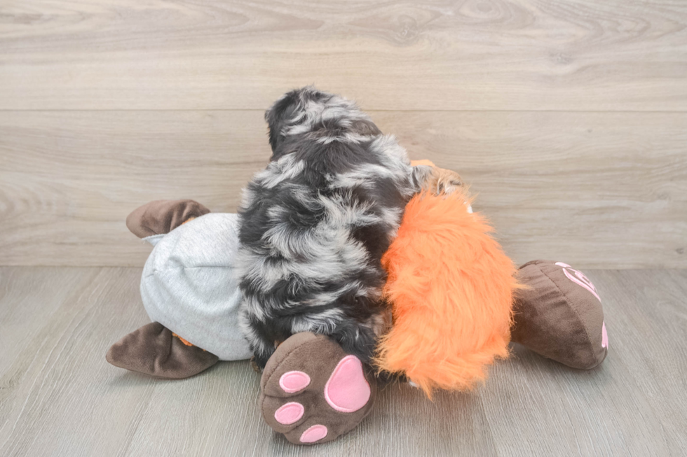 Mini Bernedoodle Pup Being Cute